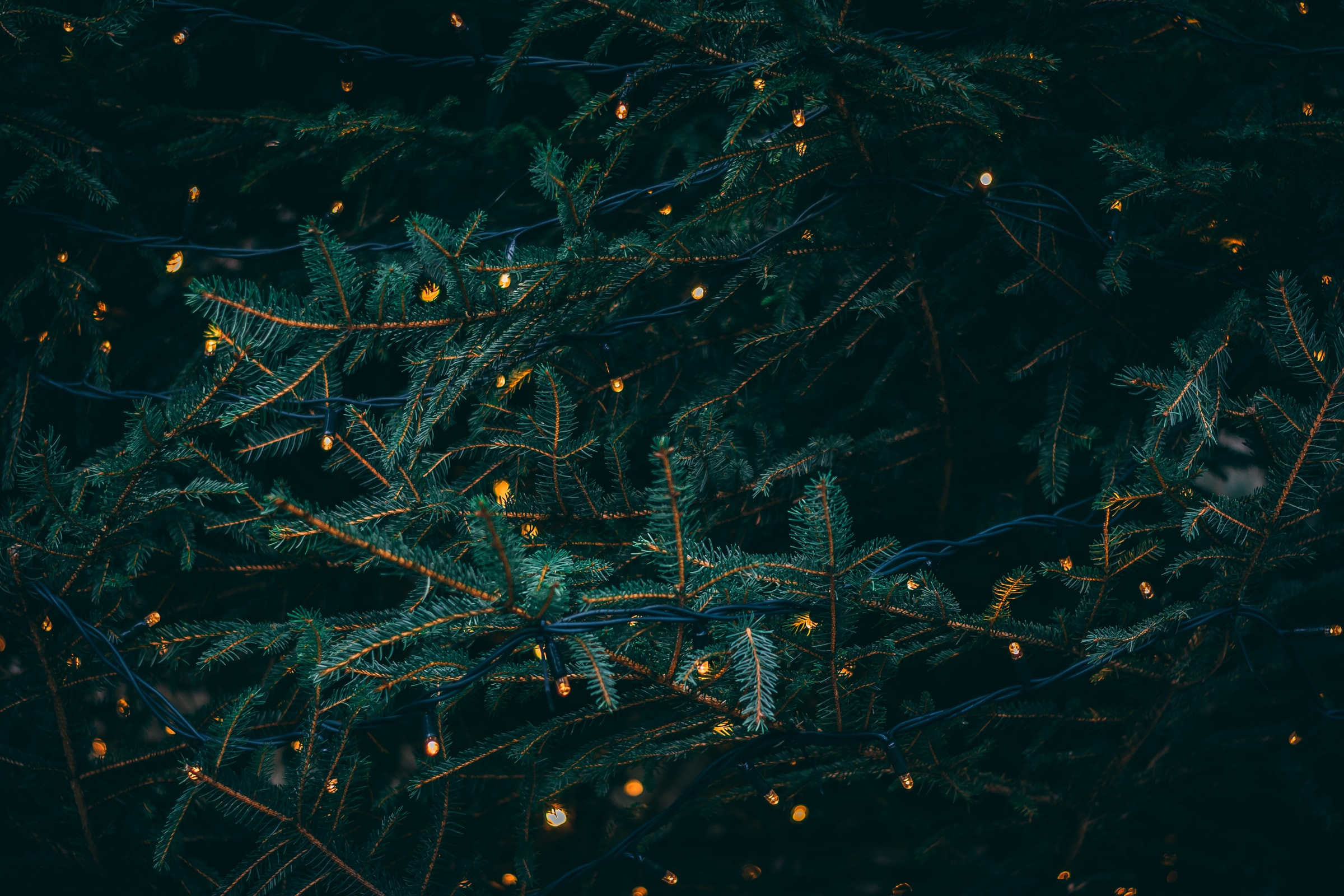 Christbaumschlagen Axians Hintergrund Formular