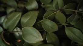 ENature